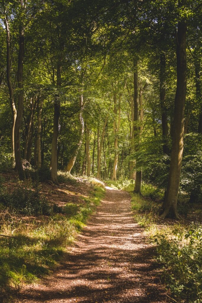 Chemin forestier : Randonnée en pleine nature verdoyante. Sentier boisé sinueux sous une haute canopée verdoyante. La lumière du soleil d'été projette des ombres mouchetées sur le chemin forestier.