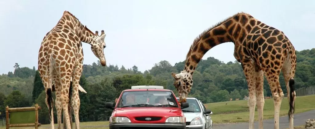 Girafes en safari : rencontre insolite avec les voitures. Deux grandes girafes interagissent avec deux voitures (une Ford rouge) sur une route de parc safari, se penchant vers les vitres.