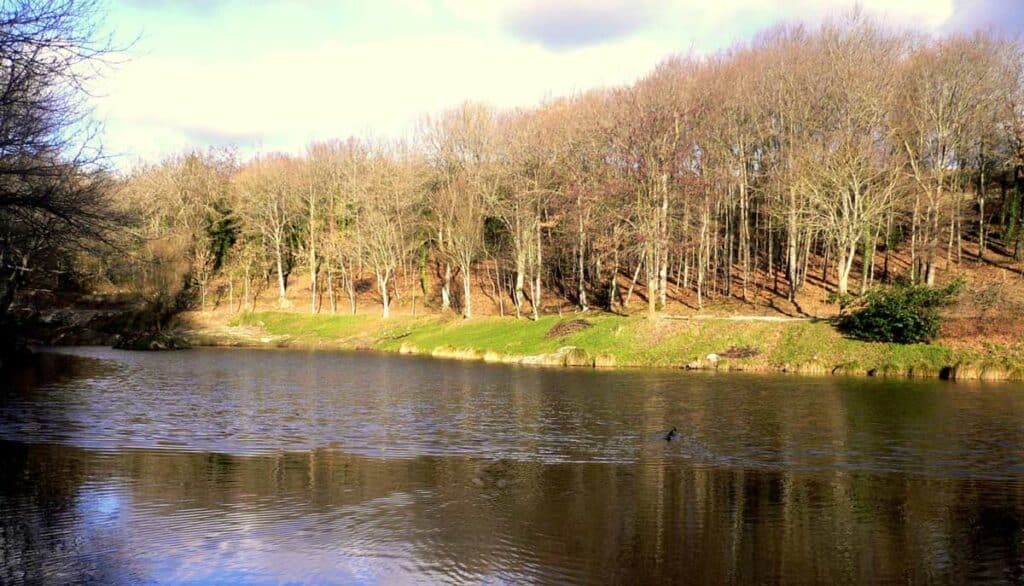 Forêt d'arbres nus et lac paisible, reflets hivernaux. Paysage hivernal ensoleillé : Un lac paisible avec des reflets bleus au pied d'une berge en herbe, bordée par une forêt d'arbres nus.
