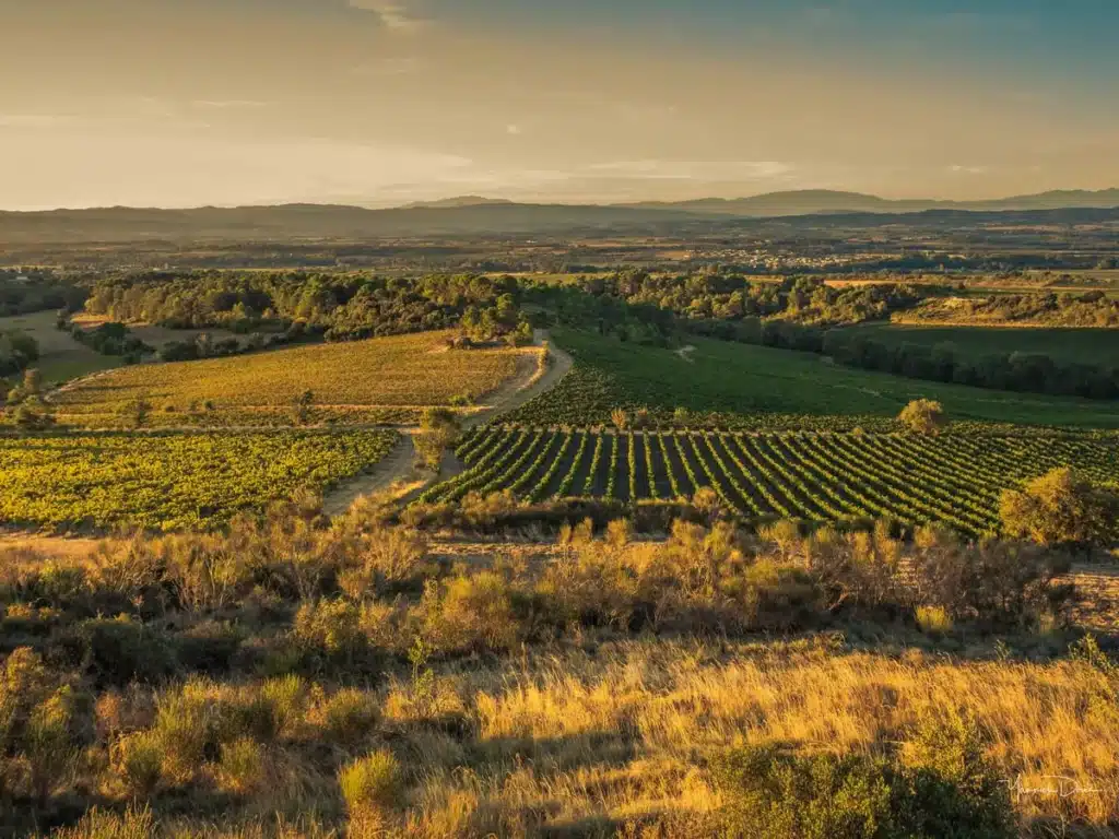 Paysage de vignobles, lumière dorée au coucher du soleil Paysage de vignobles vallonnés au coucher de soleil. Les rangées de vignes, le maquis doré et les forêts s'étendent vers les montagnes bleutées.