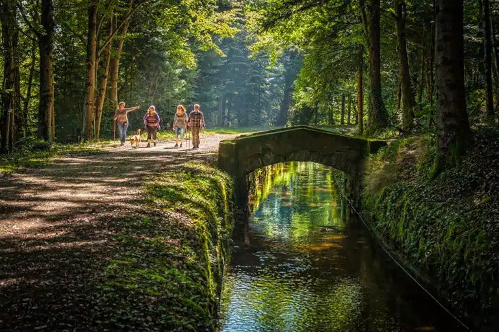 Randonnée idyllique en forêt : traversez le vieux pont de pierre. Randonnée en forêt : quatre personnes et un chien sur un sentier en terre. La lumière du soleil éclaire un pont de pierre au-dessus d'un ruisseau.