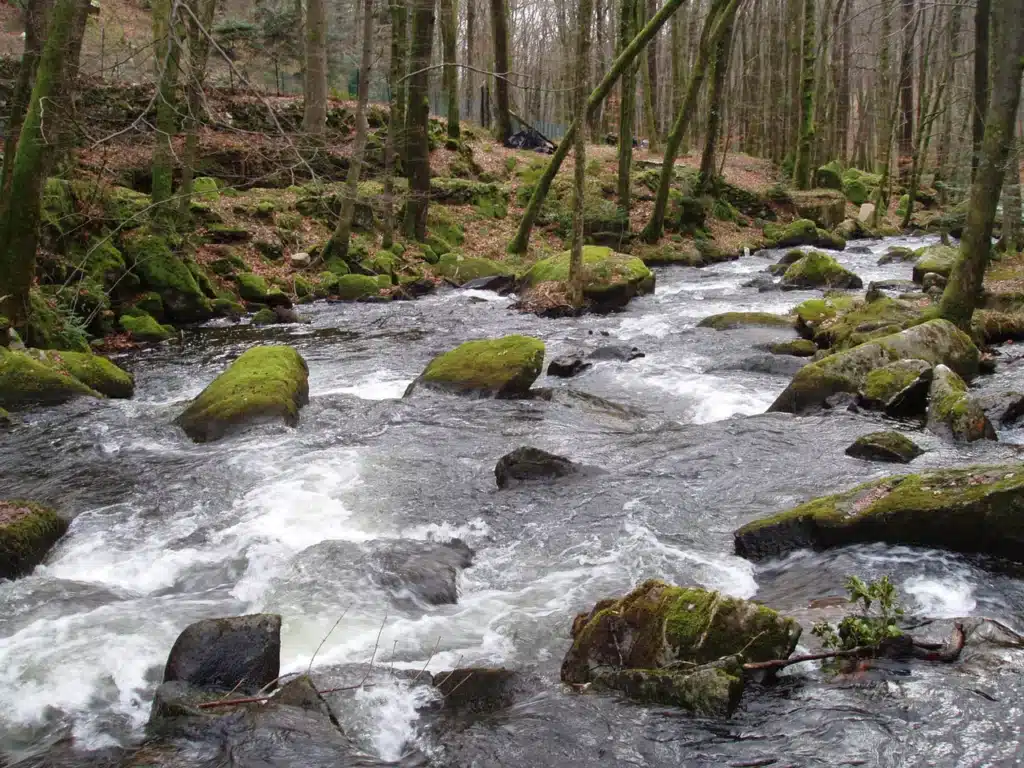 Ruisseau forestier : rapides spectaculaires et rochers moussus. Ruisseau impétueux au cœur d'une forêt sombre, dévalant des rapides parmi d'imposants rochers recouverts de mousse vert vif.